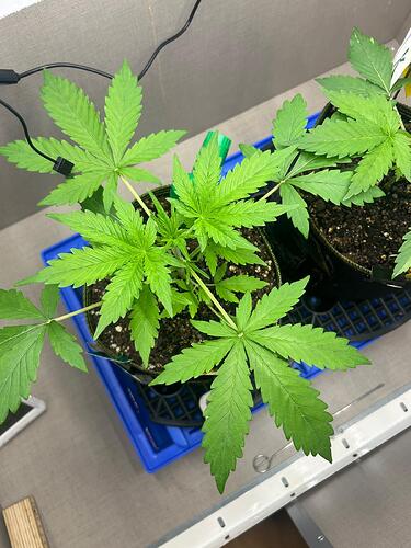 Growreport Bild 7