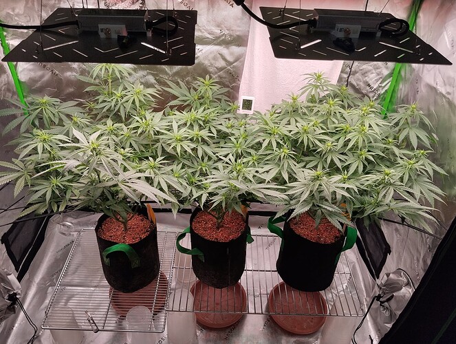 Growreport Bild 5