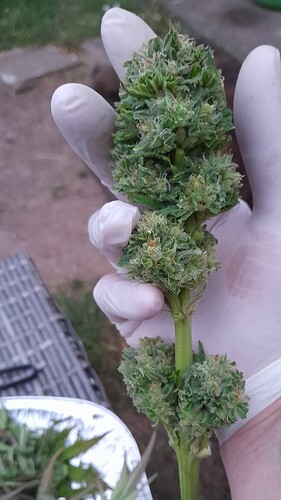 Growreport Bild 6