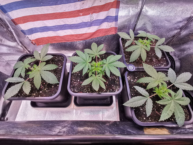 MOP, DSD Topping