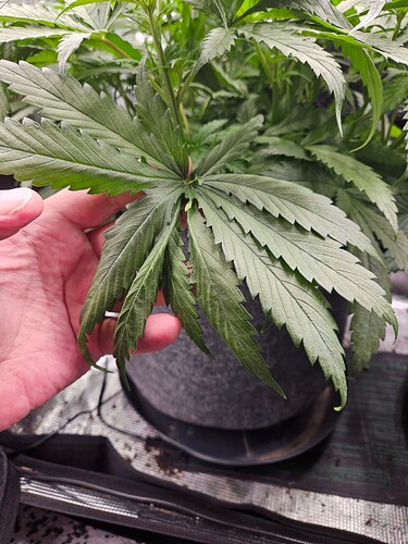 Growreport Bild 6