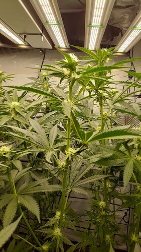 Growreport Bild 3