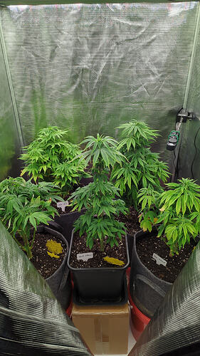Growreport Bild 4