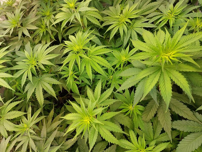 Growreport Bild 7