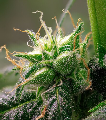 Growreport Bild 6