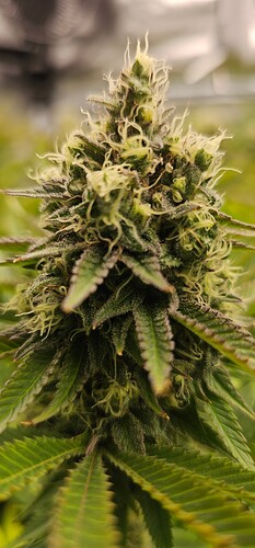 Growreport Bild 12