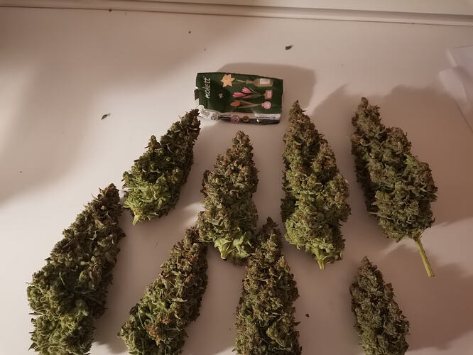 MOP, big Buds (1)