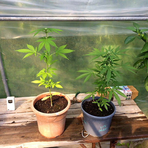 Grow26070818