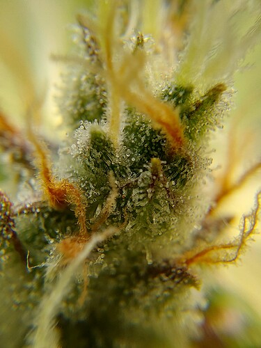 Growreport Bild 11