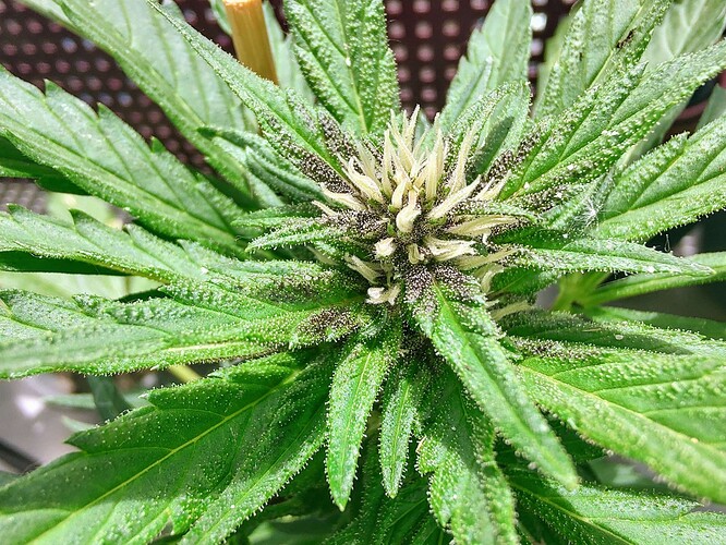 Growreport Bild 6