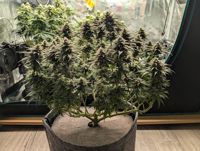 Growreport Bild 9