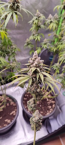 Growreport Bild 6