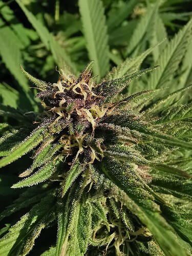 Growreport Bild 6