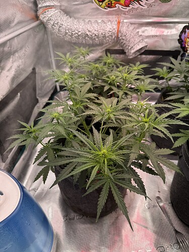 Growreport Bild 27