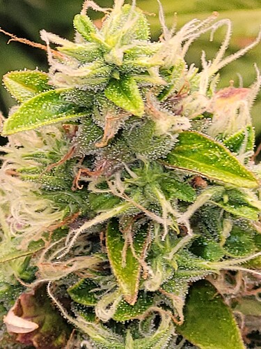 Growreport Bild 11