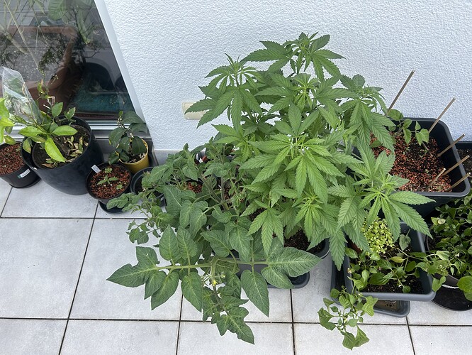 Growreport Bild 2