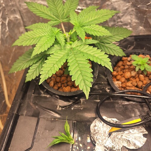 Zwei junge Cannabispflanzen in Töpfen mit Blähton, eine davon größer und gut entwickelt, die andere kleiner. Eine abgeschnittene Blattspitze liegt daneben.