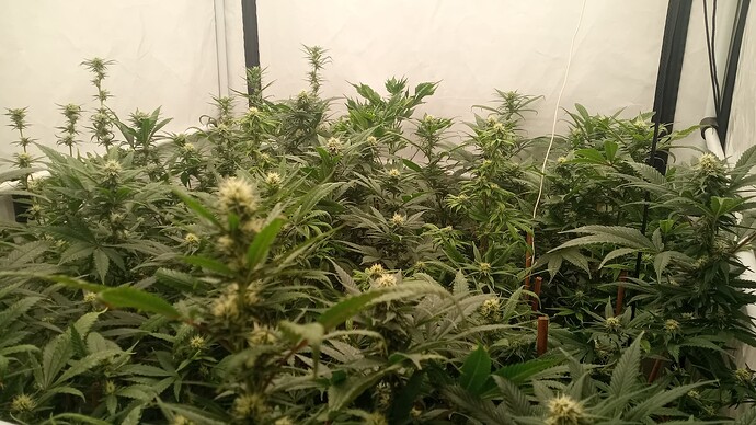 Growreport Bild 4