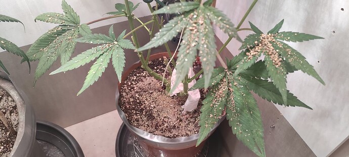 Growreport Bild 31
