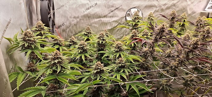 Growreport Bild 1