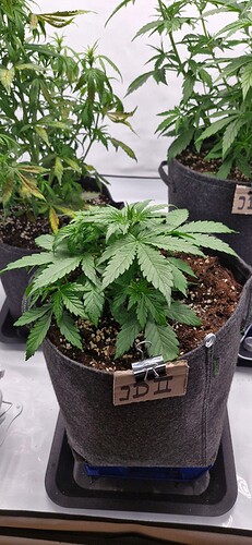 Growreport Bild 4