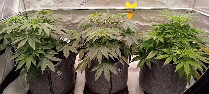 Growreport Bild 2