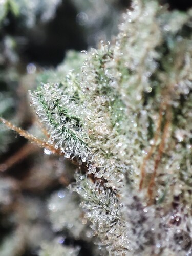 Growreport Bild 12