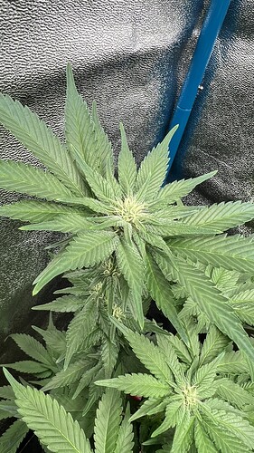 Growreport Bild 2