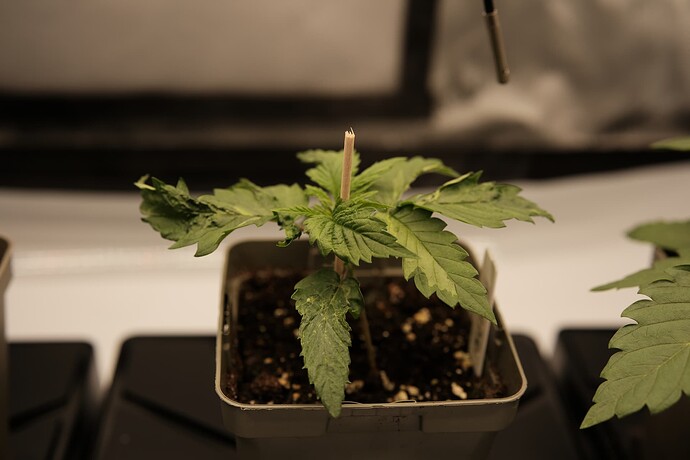 Growreport Bild 9