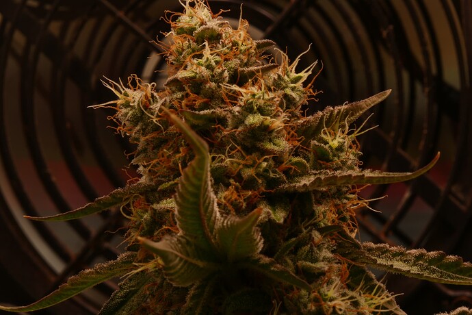 Growreport Bild 1