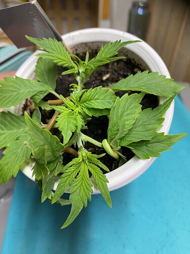 Growreport Bild 44