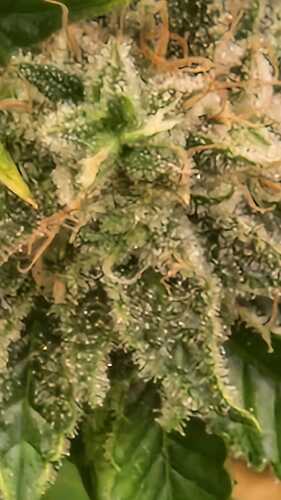 Growreport Bild 39