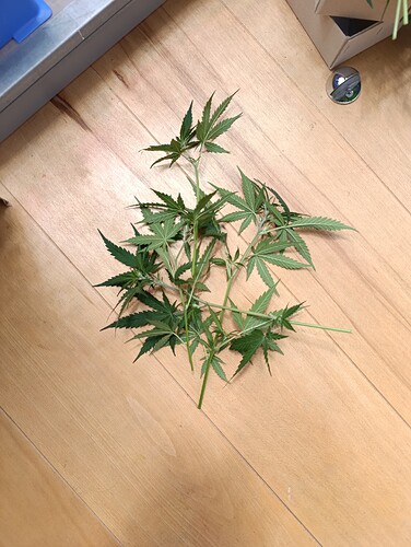 Growreport Bild 50
