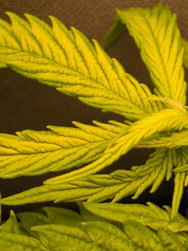 ResizedImage_2025-01-19_15-13-16_4