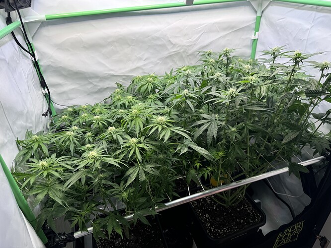 Growreport Bild 34