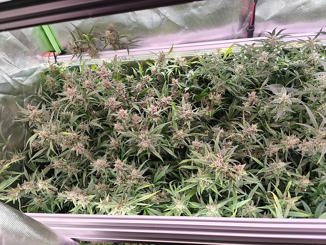 Growreport Bild 2