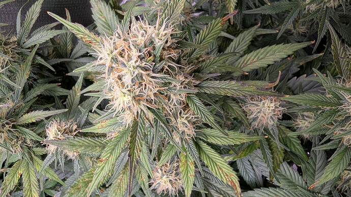 Growreport Bild 16