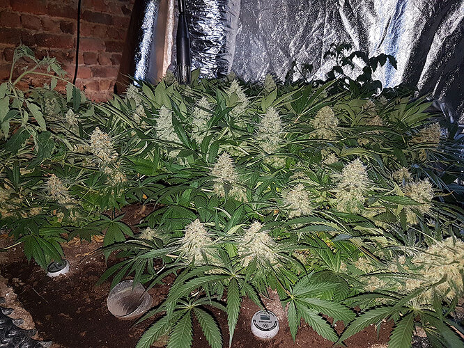 toppen-scrog-testament