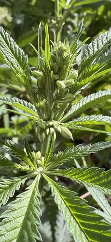 Growreport Bild 3