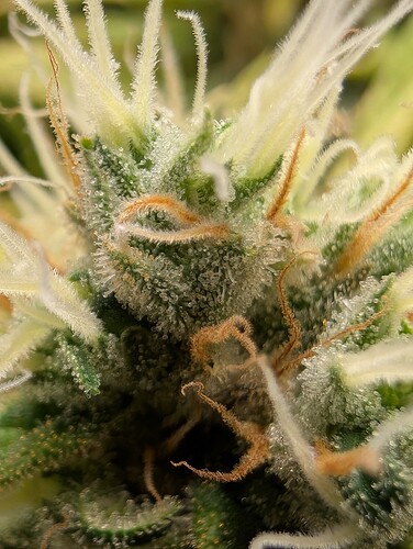 Growreport Bild 14