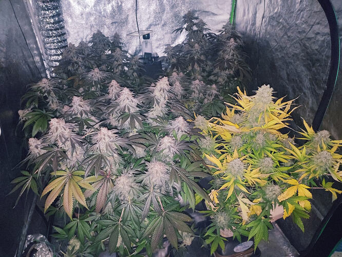 Growreport Bild 5