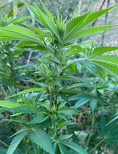 Lemon Haze, Blütenstände