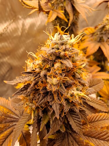 Growreport Bild 2
