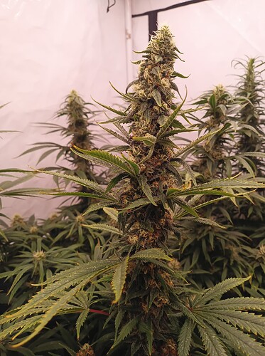 Growreport Bild 3