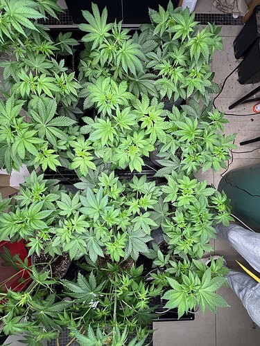 Growreport Bild 23