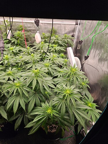 Growreport Bild 2