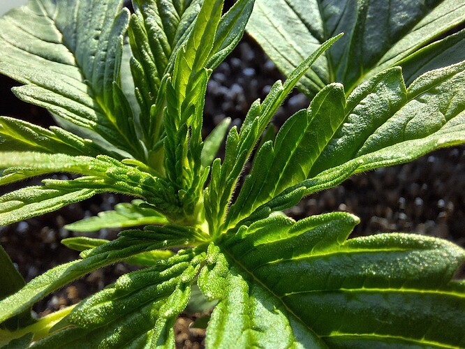 Growreport Bild 10
