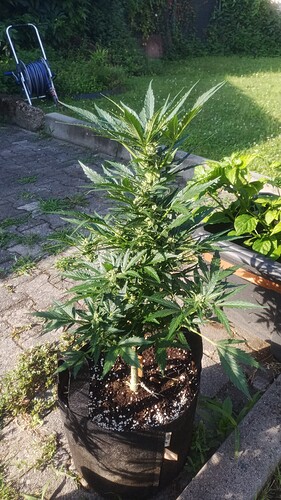 Growreport Bild 19