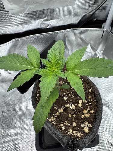 Growreport Bild 35
