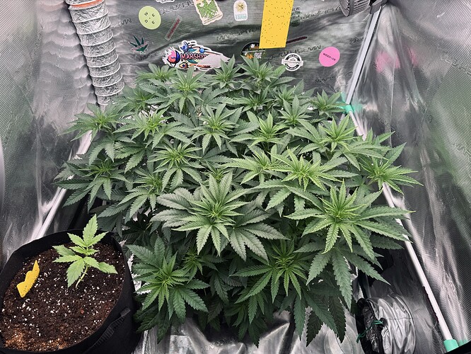 Growreport Bild 1